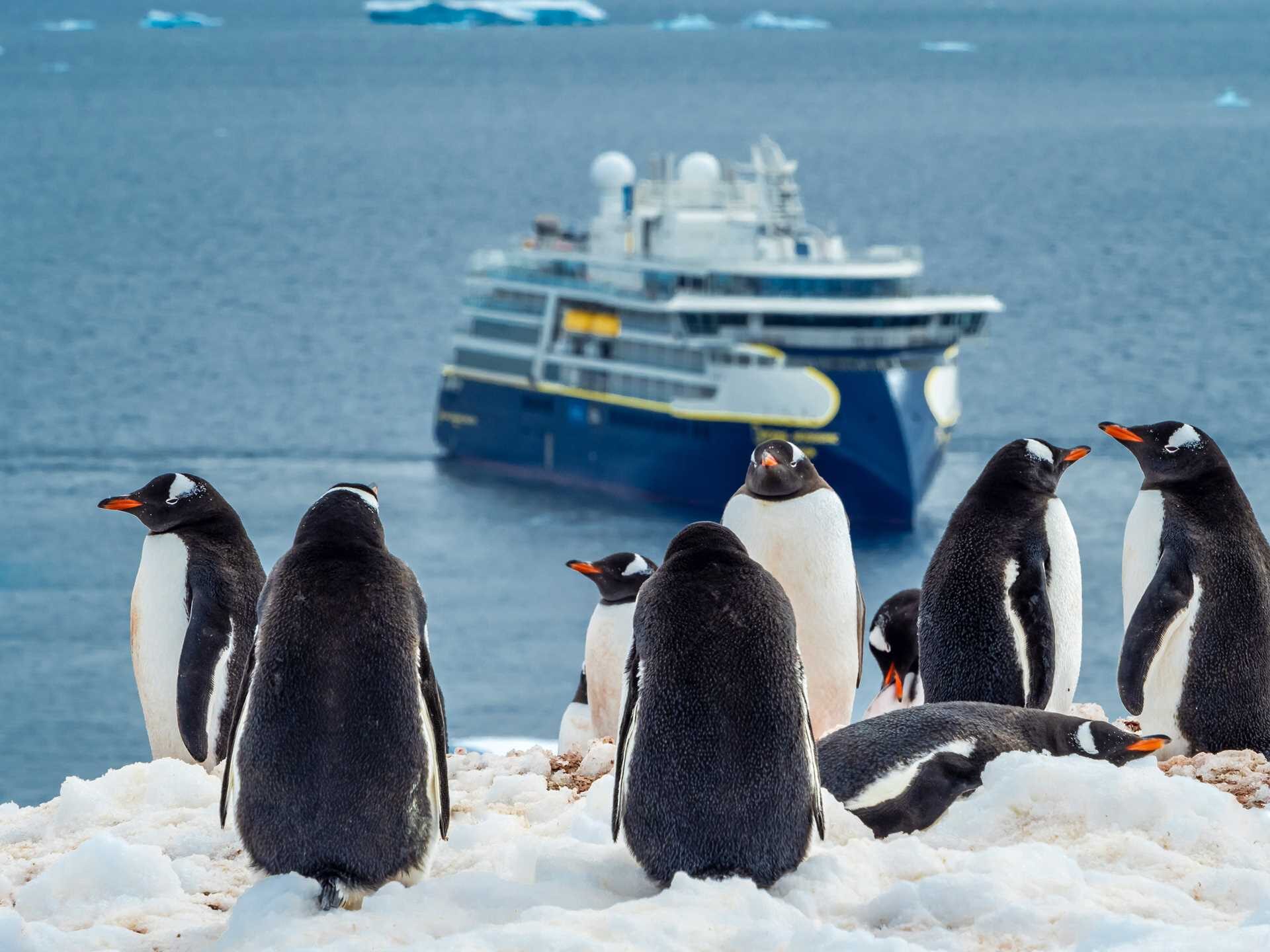 penguins in antarctica